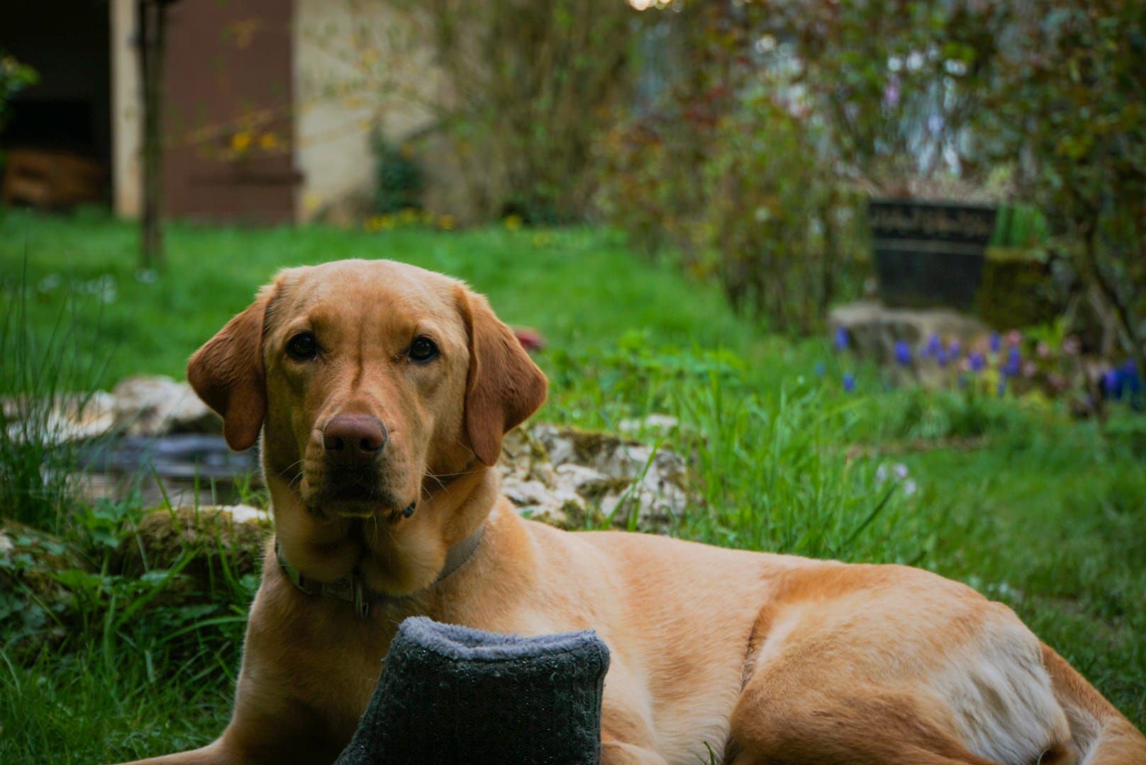 Kazuha(Labrador), Praxis Hund